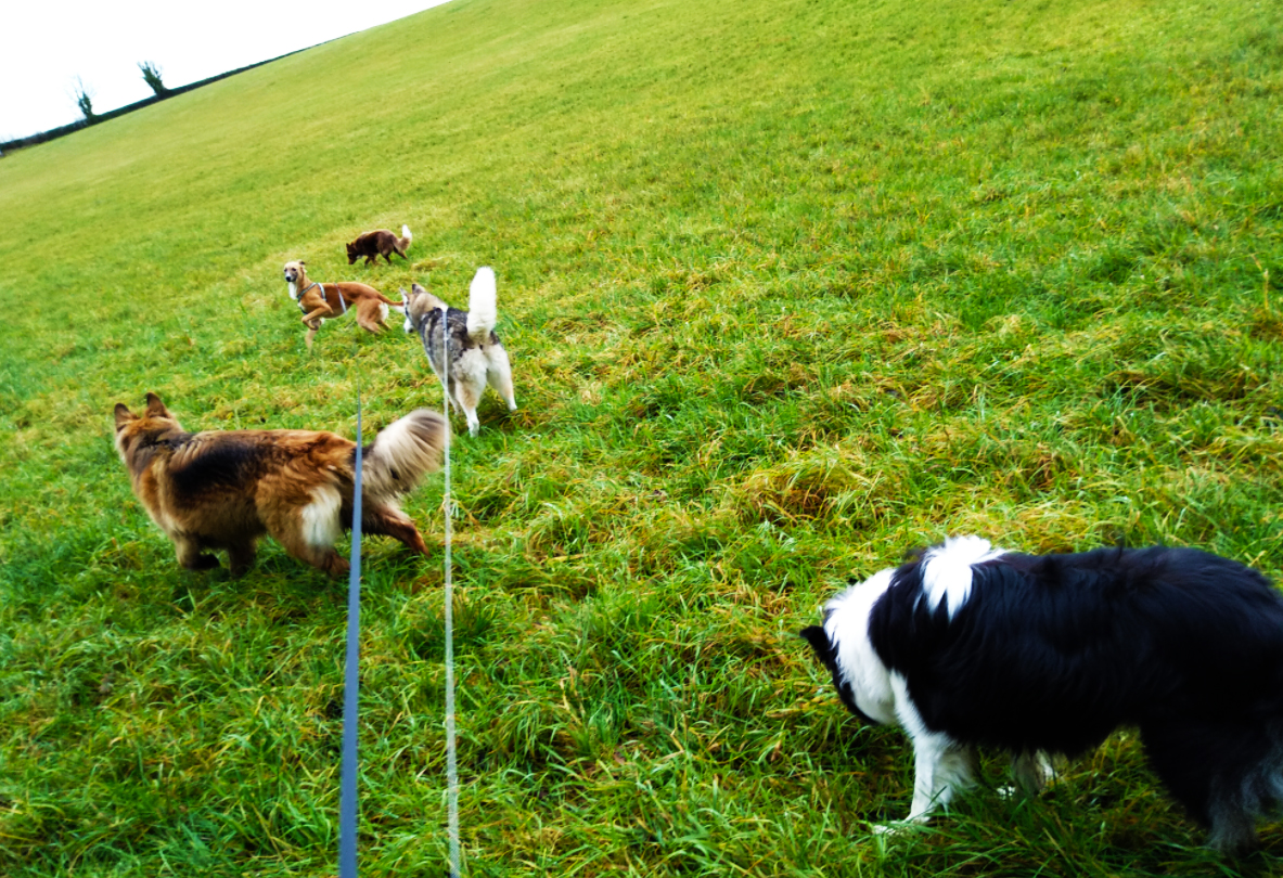 Dog walking service orpington